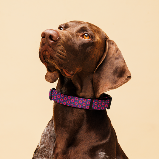 Phish inspired dog collar | active pet collar